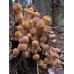 Мицелий Опенка северного (Armillaria borealis)